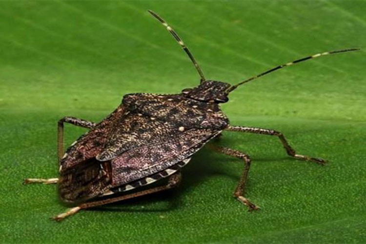 "400 bin ev, samanlık, ahır ya da benzeri yapılar ilaçlanmaya başlandı"