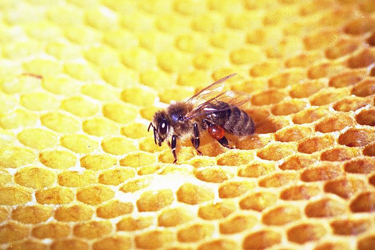 Arının mucizevi ürünü Propolis