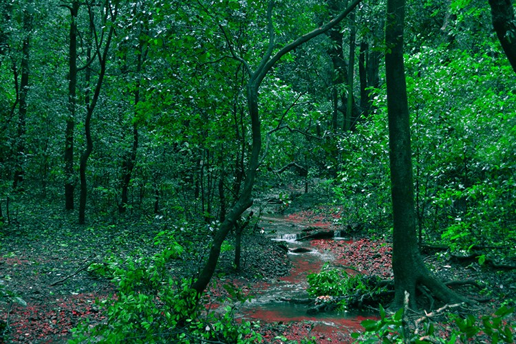 Türkiye'de İklim Krizi ile Mücadelede Orman Ekosistemleri