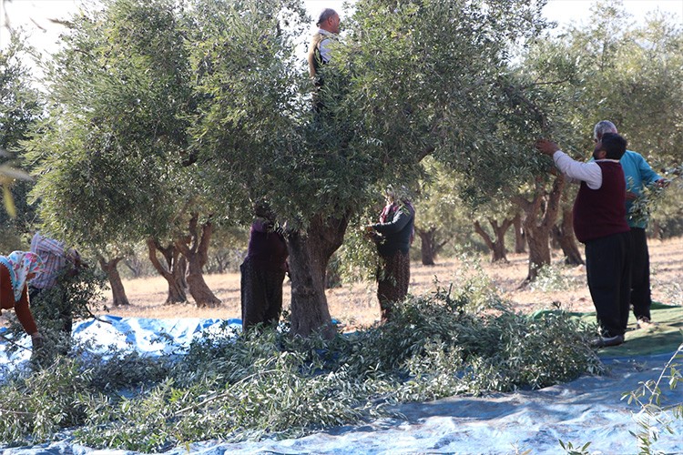 Kahramanmaraş'ta 24 bin 700 ton zeytin rekoltesi bekleniyor