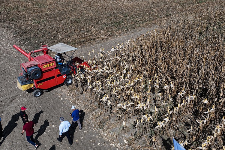 Adana'da "Kale" mısır çeşidi tarla günü etkinliğiyle tanıtıldı