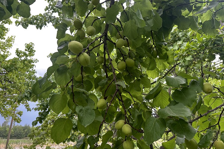 Iğdır'da kayısı rekoltesinin 5 bin ton artması bekleniyor