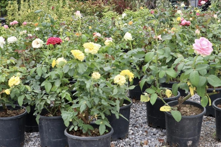 "Şehir peyzajlarında doğal bitki kullanın"