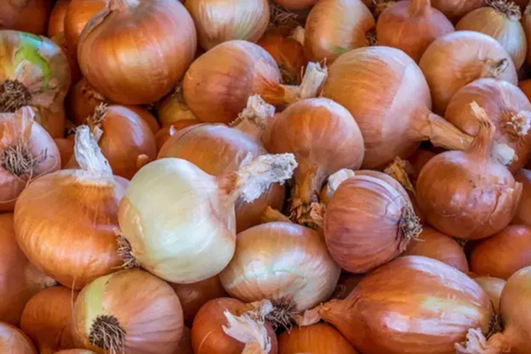 Kuru soğan ihracatı ilk çeyrekte yaklaşık 15 kat arttı