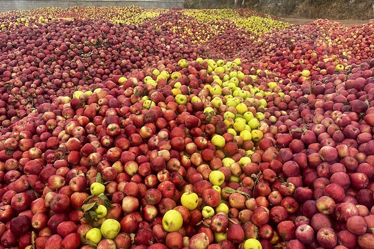 Isparta'da döküntü elmalar meyve suyu olmak için toplanıyor