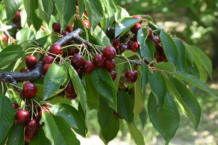 Afyonkarahisar'da ihracatlık kiraz alımı yeniden başlayacak