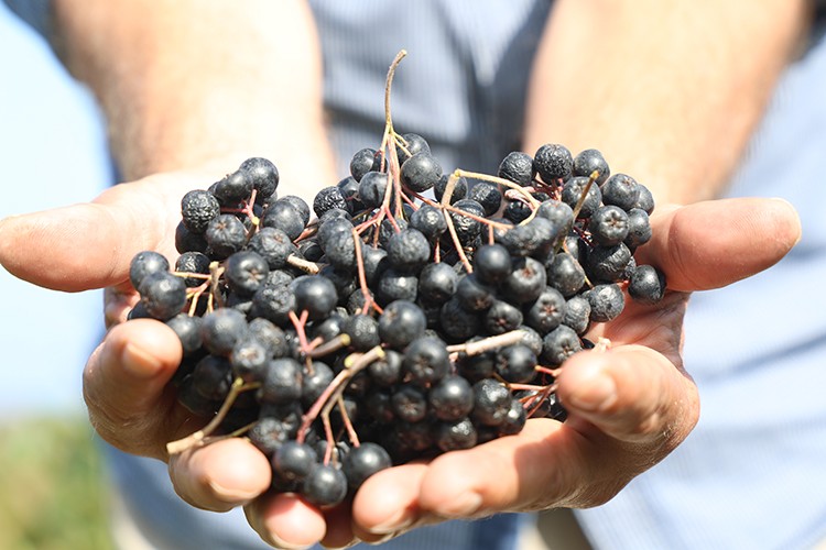 Sakarya'da alternatif ürün aronyanın hasadı devam ediyor
