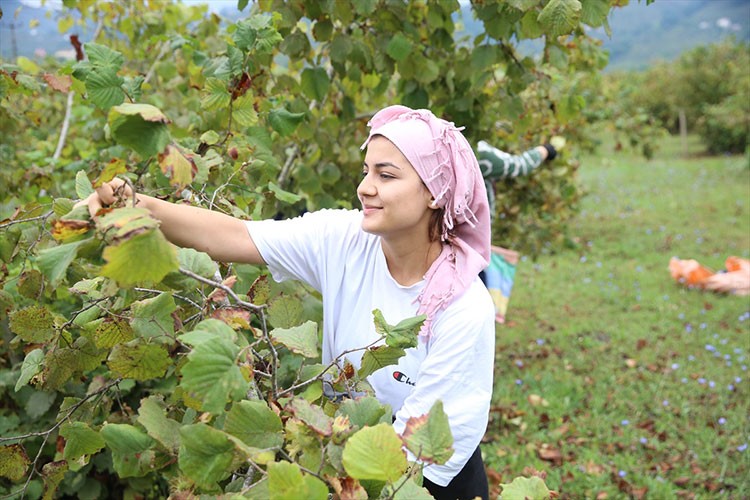Ordu'da üreticiler fındık hasadına başladı