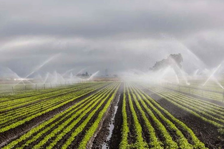 Arazilerin yüzde 50'sine su verilmesi yönündeki karar değiştirildi