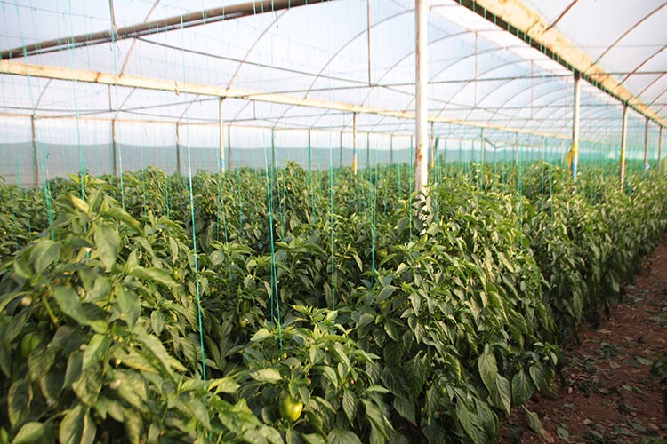 Rusya'ya sebze meyve ihracatında nakliye sorununa çözüm aranıyor