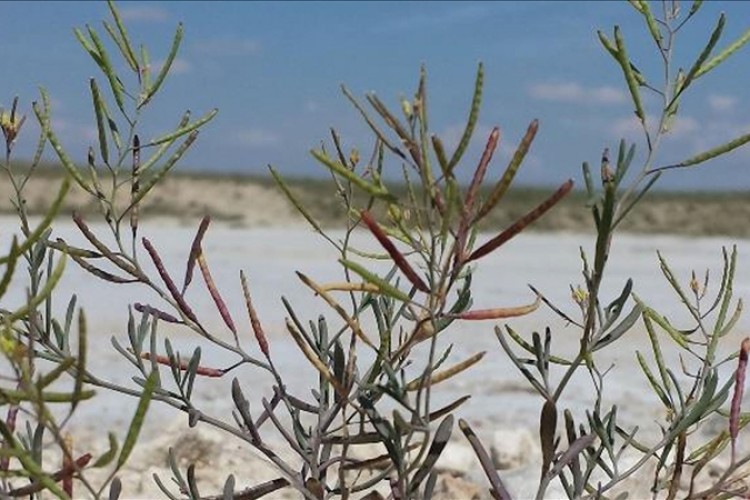 Tuz Gölü'nde yetişen bitki uzayda test edilecek