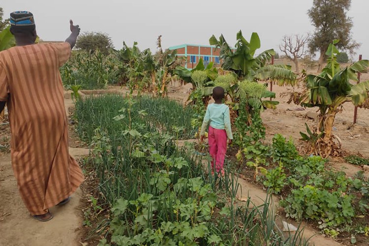Afrika'daki Kurak Alanlar Yemyeşil Bahçe Oldu