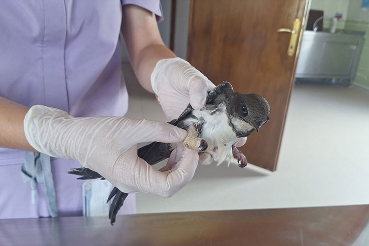 Yaralı bulunan ak karınlı ebabil klinikte tedavi ediliyor