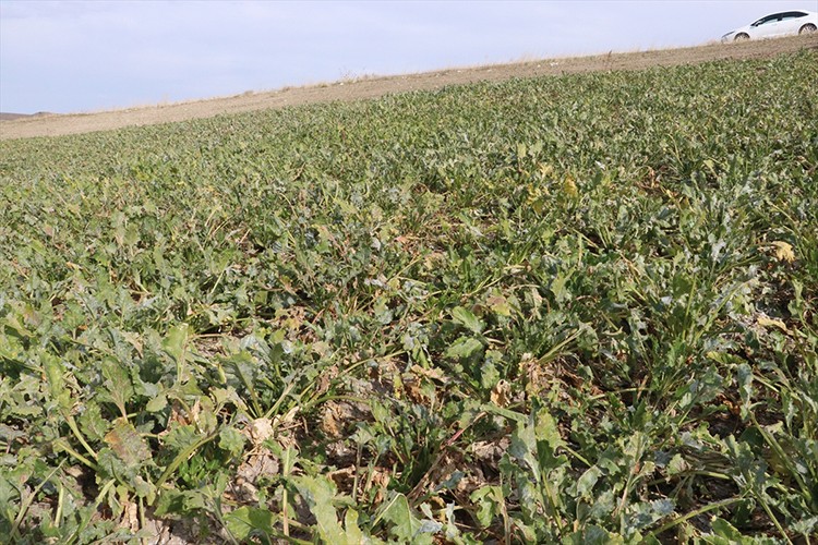 Yozgat'ta şeker pancarında 650 bin ton rekolte bekleniyor
