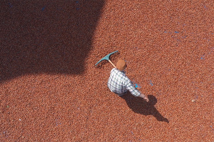 Tokat'ta çiftçi fındıktan yüksek verim aldı