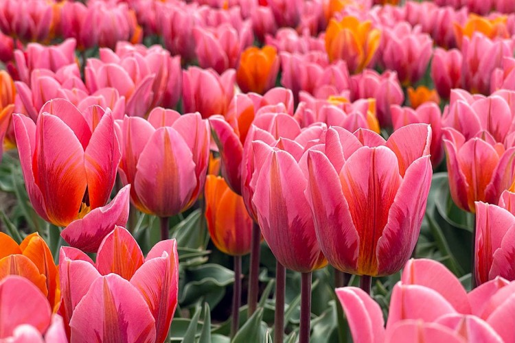 Lale, artık yılın her döneminde