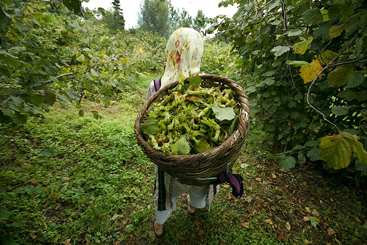 Fındık ihracatının %40'ı Trabzon'dan