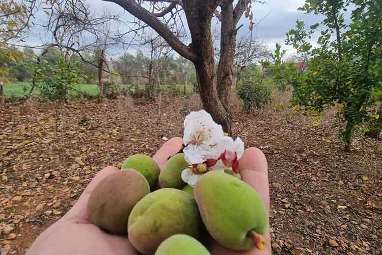 Tunceli'de atıl araziler meyve fidanlarıyla üretime kazandırılıyor