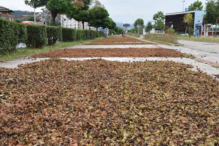Trabzon, Ordu ve Giresun'da fındık hasadına başlandı