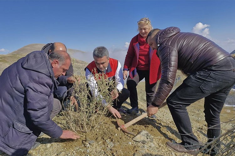 Tuz çalısı fideleriyle meralar daha verimli olacak