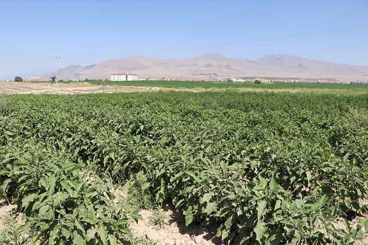 950 dönüm atıl araziyi üretime kazandırdı