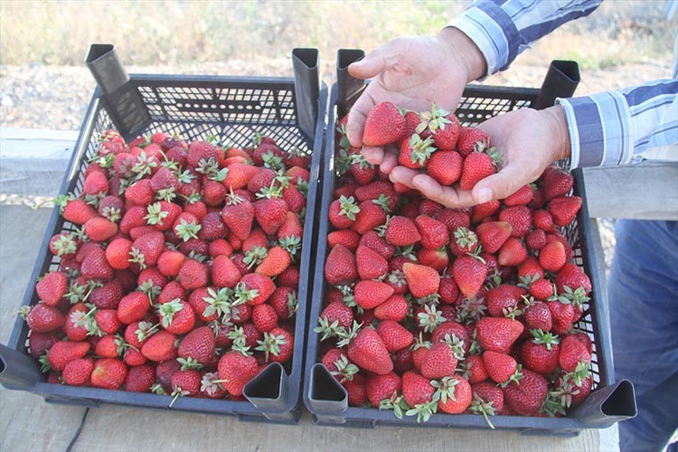 Hüyük çileği çok sayıda kişiye gelir sağlıyor