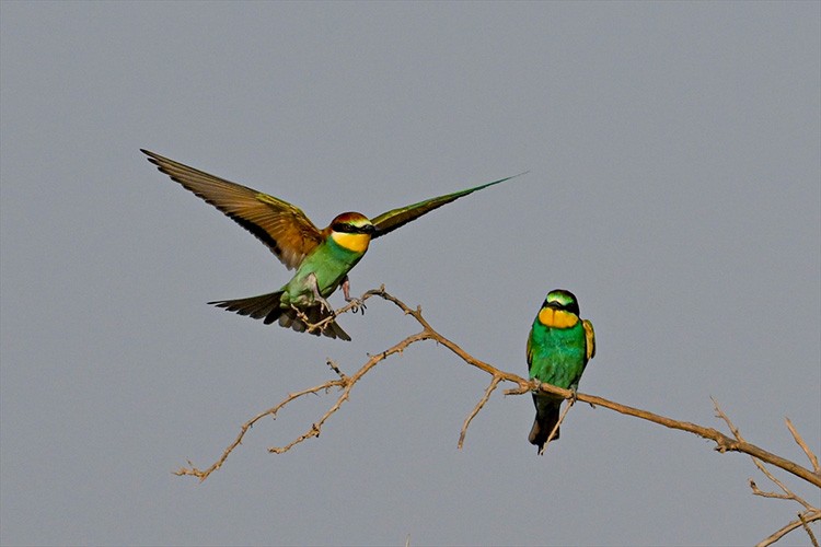 Gaziantep'in renkli kanatları: "arı kuşları"