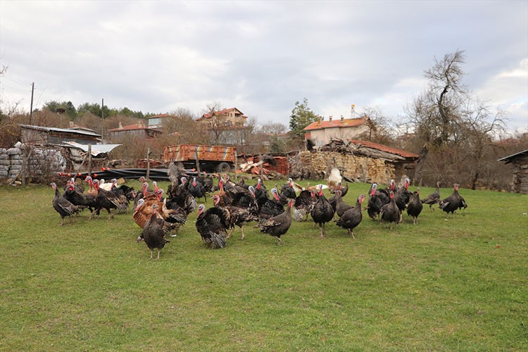 Hindilere yılbaşı öncesi talep arttı