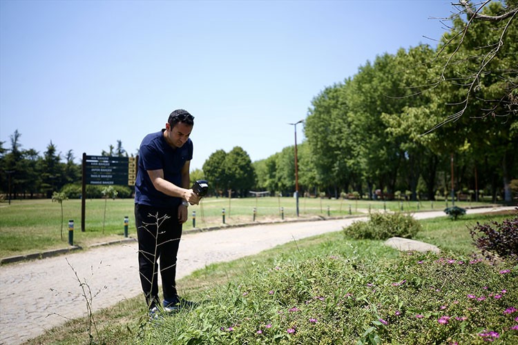Geniş yapraklı bitkilerin kenti serinlettiği belirlendi