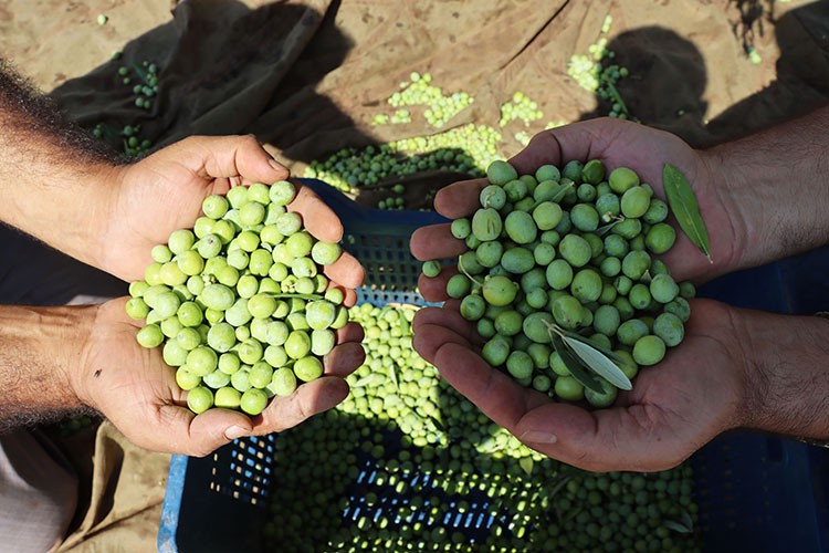 Ürettikleri zeytinyağıyla dünya pazarına çıktılar