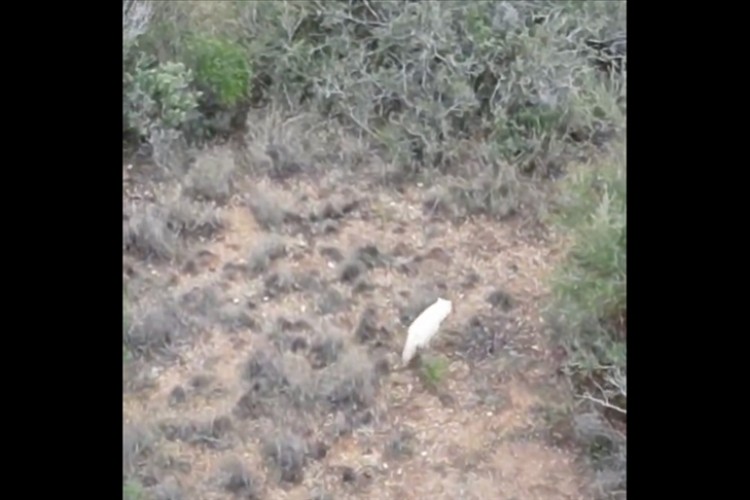 Türkiye'de ilk kez bir "albino çakal" görüntülendi