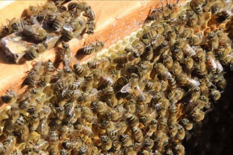 İklim değişiklikleri bağışıklık sistemini bozuyor