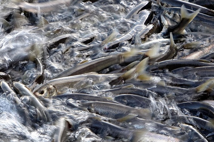 Kefaller akarsulara yumurtalarını bırakmaya başladı