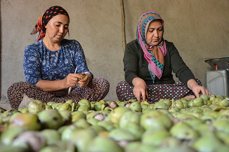 Hekimhan cevizinde bereket