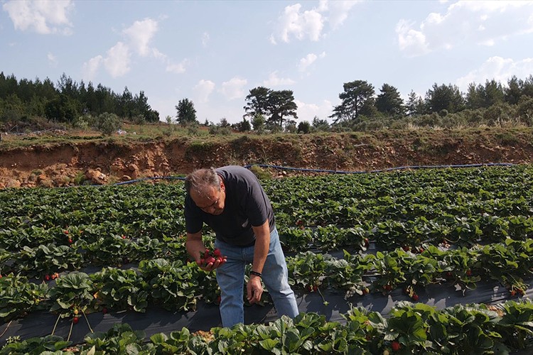 Muğla Çileği Projesi kırsalda üretim ve istihdamı artırdı