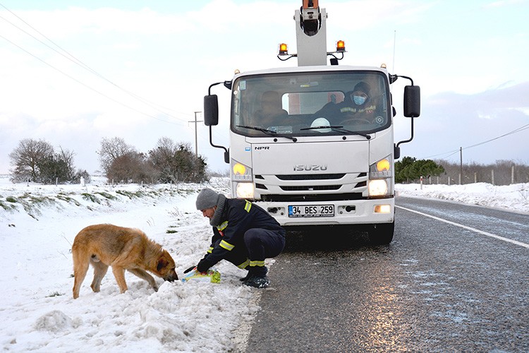 Sokak hayvanlarına BEDAŞ'tan mama