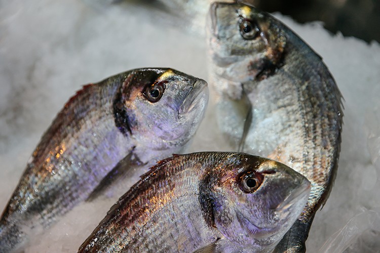 Levrek ve çipura rekora koştu