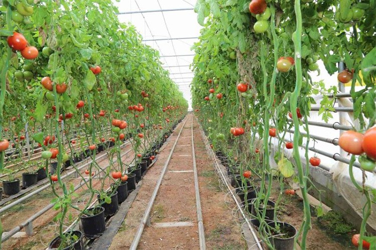 Tarıma Dayalı İhtisas Jeotermal Sera OSB için 9 kuyu açılacak