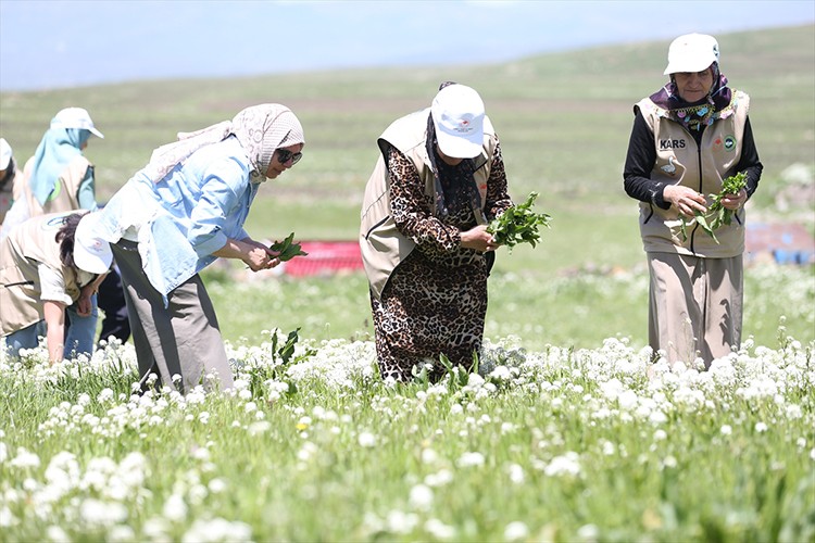 Doğadan topladıkları bitkileri kurutup kazanç sağlıyor