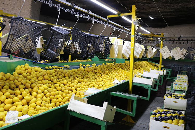 Kayadan oyma depolardan yurt dışına limon gönderiliyor