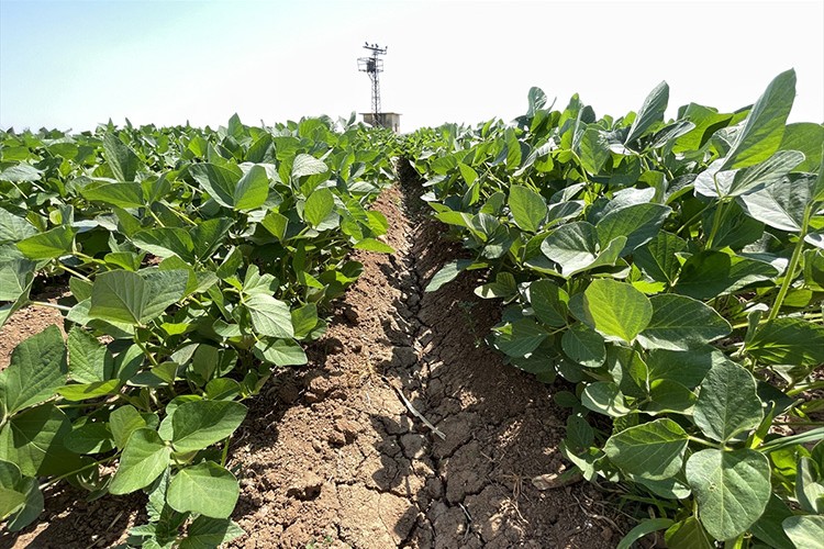 Topraklar alternatif ürünlerle bereketleniyor