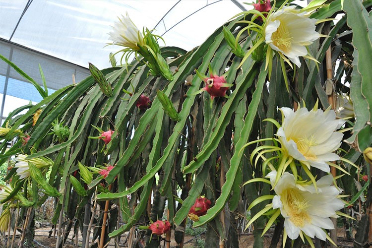Mersin'de ejder meyvesinde hasat mesaisi başladı