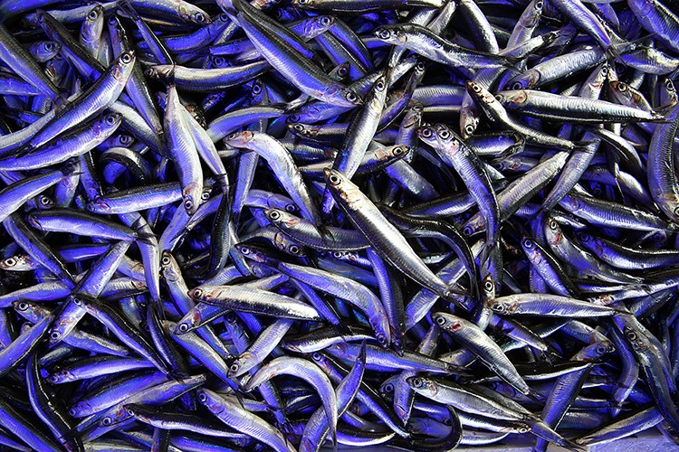 Soğuk hava sofraya getirdi