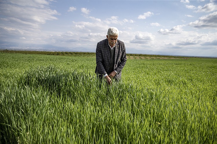 Bahar yağmurlarının rekolteye yansıması bekleniyor