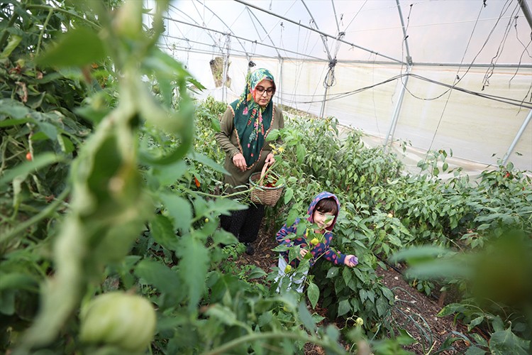 Babaannesinden aldığı ata tohumlarıyla sebze yetiştiriyor
