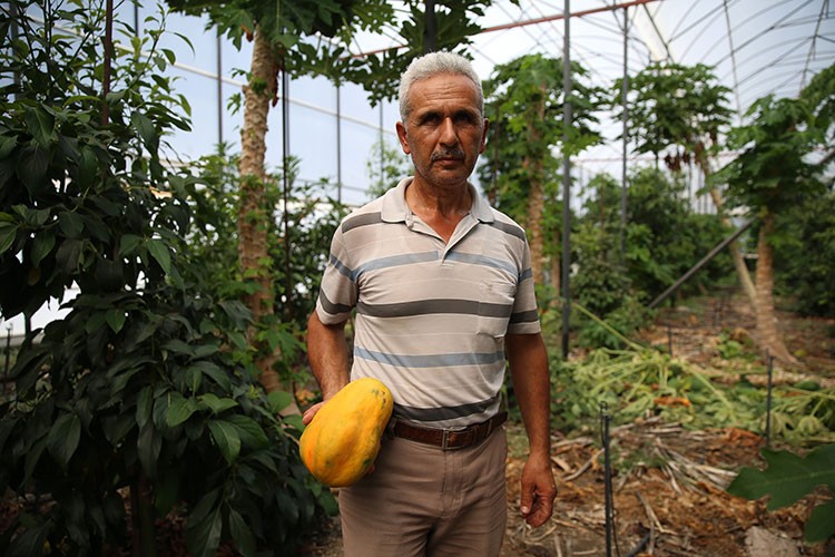 Tropikal meyve üreticileri papayayı sevdi