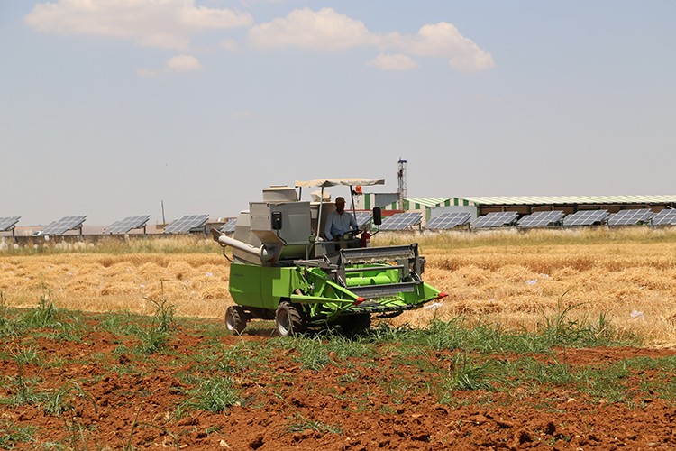 Yerli buğday bereketi