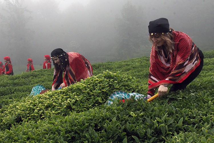 Giresun'da çay hasadı başladı