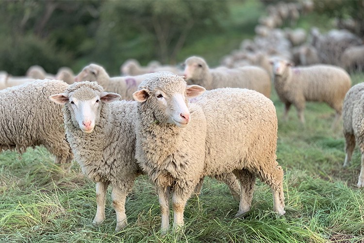 TİGEM 24 bin kilogram koyun sütü satacak