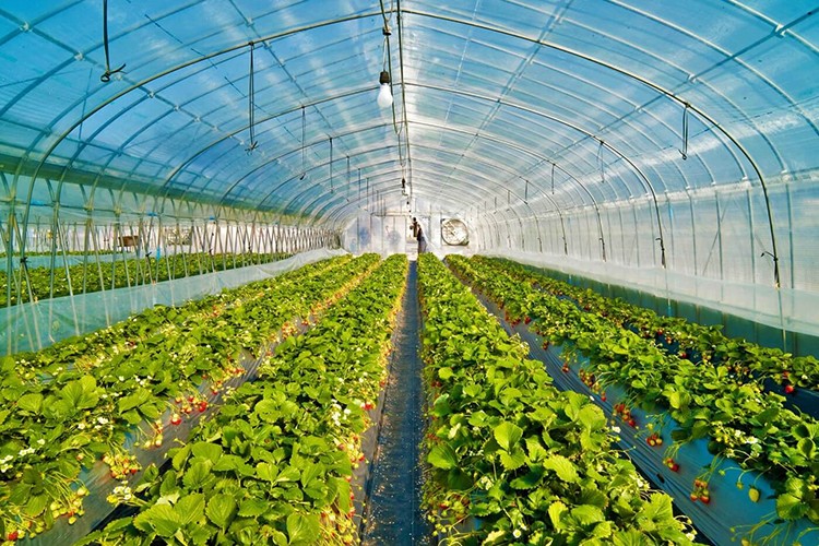 Sera üreticilerine destek